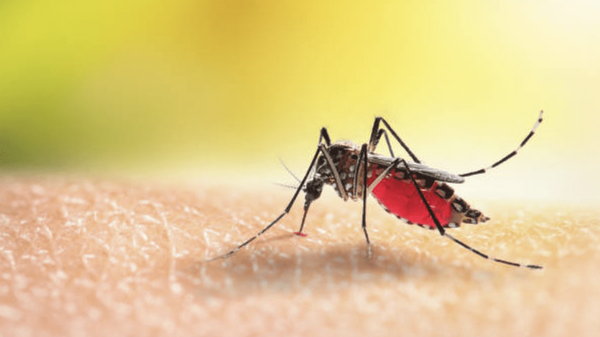 Эффективное домашнее средство от комаров: об укусах насекомых ты забудешь н...