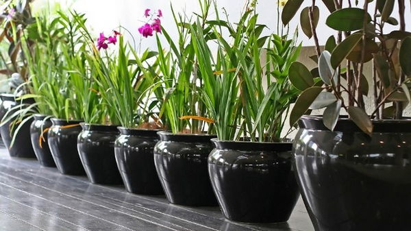 Украшаем интерьер квартиры при помощи комнатных растений