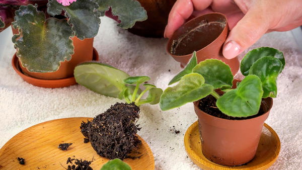 Как применять дрожжи в комнатном цветоводстве и зачем они нужны растениям