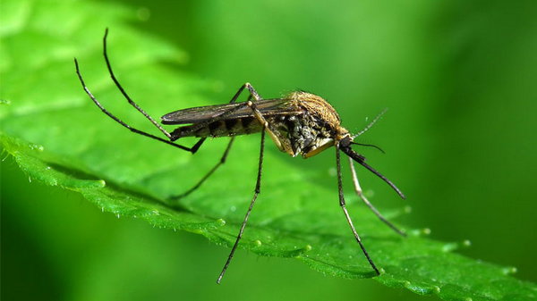 6 чудо-растений, которых боятся комары