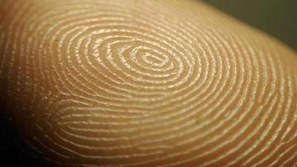 Ученые объяснили, зачем человеку нужны отпечатки пальцев