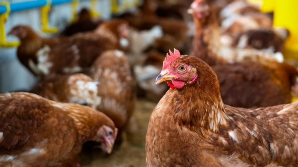 Чем кормить кур зимой, чтобы птицы были здоровы и хорошо неслись