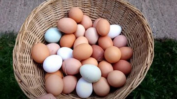 Врачи объяснили, кому категорически нельзя есть яйца и почему