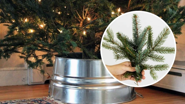 Елка не осыпется до весны, если следовать этим советам