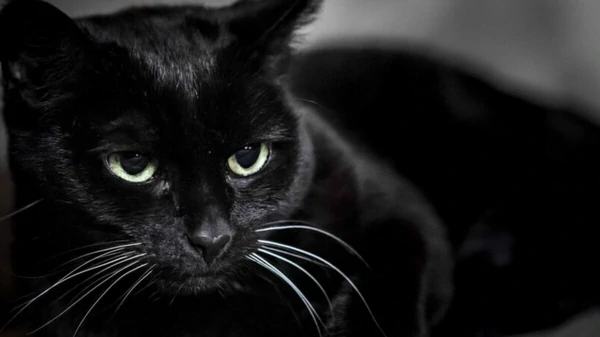 Первая пятница, 13-е в новом году: что запрещено делать, чтобы не навлечь беду