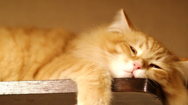 Почему быть ленивым иногда правильно?