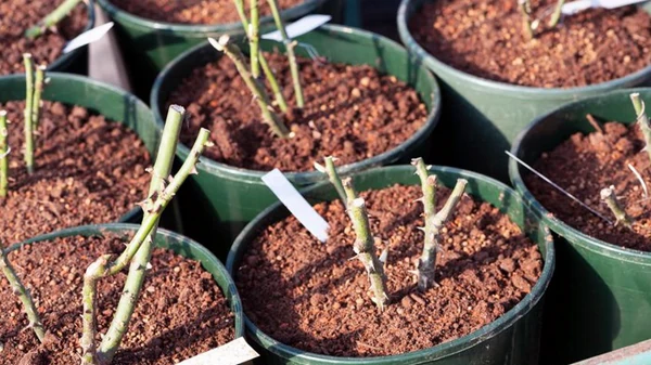 Не удержались и купили: как сохранить саженцы до посадки