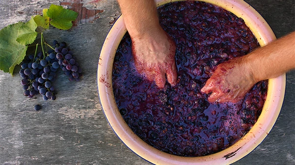 Как приготовить домашнее вино из винограда