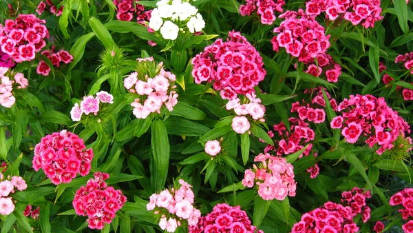 Турецкая гвоздика: 9 особенностей выращивания