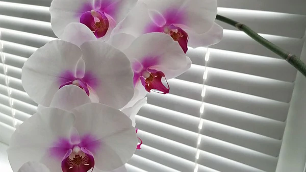 Сделайте это с орхидеей, и она будет цвести почти непрерывно