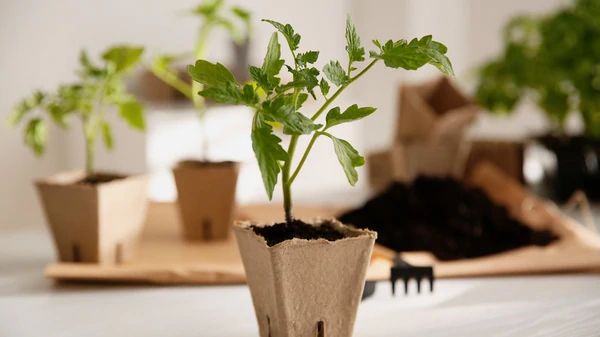 Ошибки при выращивании рассады, которые погубят ваш урожай