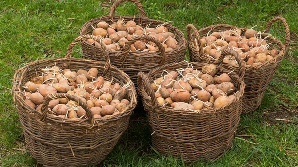 Как остановить прорастание картофеля в конце зимы: важные правила хран...