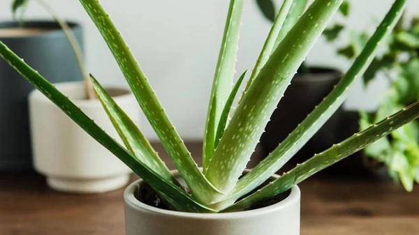 Алоэ вера, какая польза?