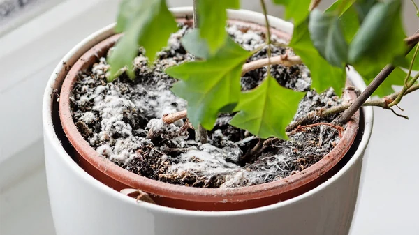 Заплесневела почва в горшках? Как защитить комнатные растения от грибк...