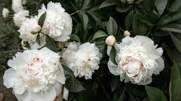 Вот чем нужно удобрить пионы, чтобы большие бутоны радовали глаз