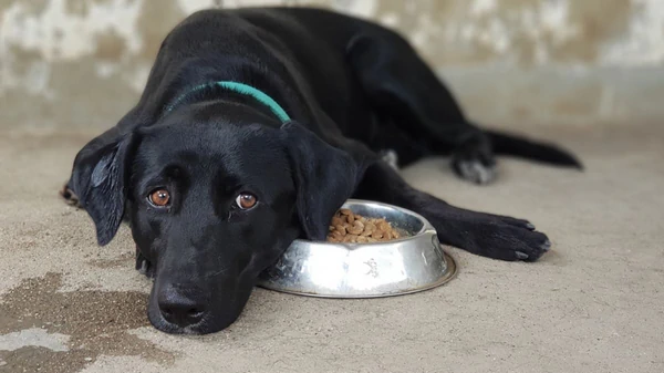 Почему домашний питомец отказывается от корма? Ветеринар назвала 4 при...