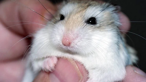 Эти признаки помогут вовремя распознать болезни у хомяка и спасти его