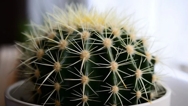 Кактус дома, для чего он нужен?