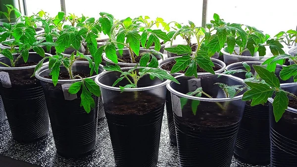 Подкормите хилую рассаду этим способом и она будет расти, как на дрожжах