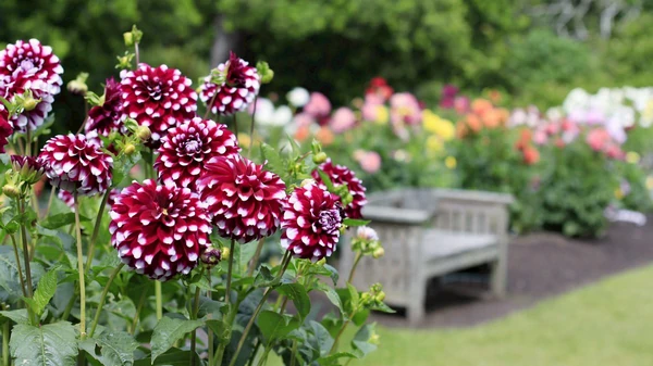 Как выбирать георгины для посадки: когда покупать, чтобы не прогадать