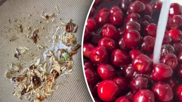 Что сделать, чтобы черешня не стала червивой: эффективные способы борь...