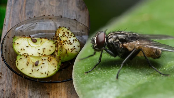 Мух в доме не будет: эти запахи эффективно отпугивают насекомых