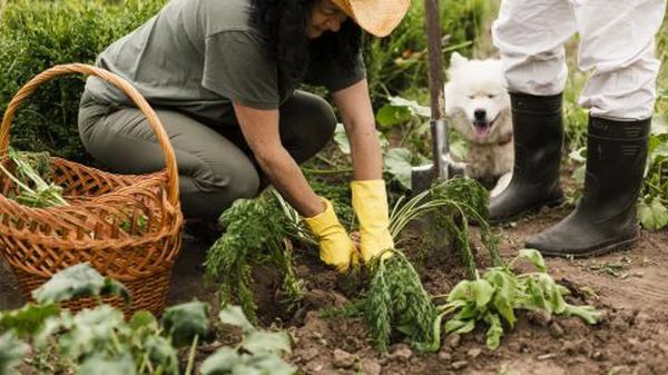 Посадите эту зелень в августе и успеете собрать отличный урожай