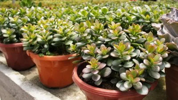 Разбогатеете без усилий: просто поставьте денежное дерево в это место