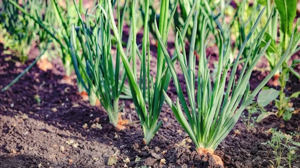Головки будут размером с ладонь: чем полить лук чтобы лучше рос
