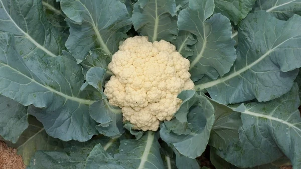 Урожай будет огромным: чем подкормить цветную капусту для завязывания ...