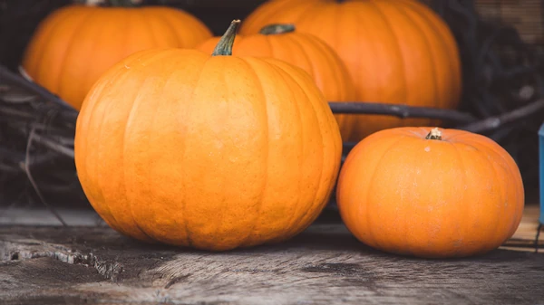 Чем полить тыкву прямо сейчас, чтобы вырастить рекордные плоды