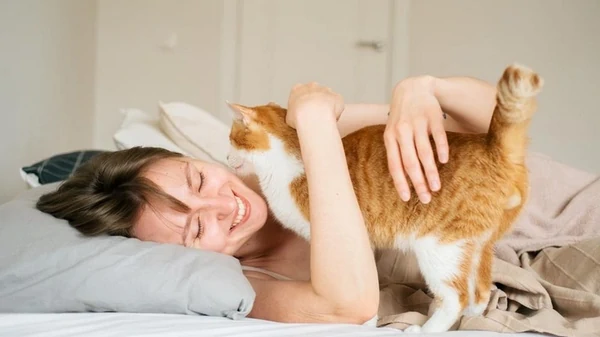 Почему кошка будит по утрам: реальная причина вас шокирует