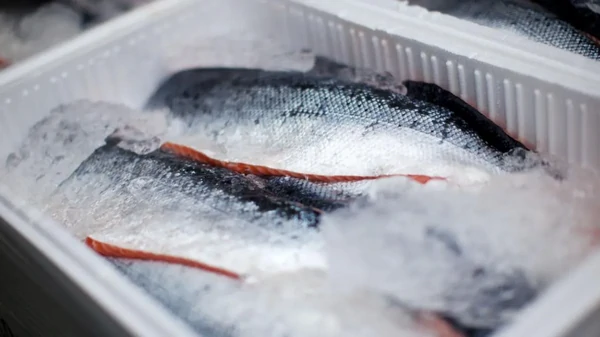 Как правильно хранить свежепойманную рыбу