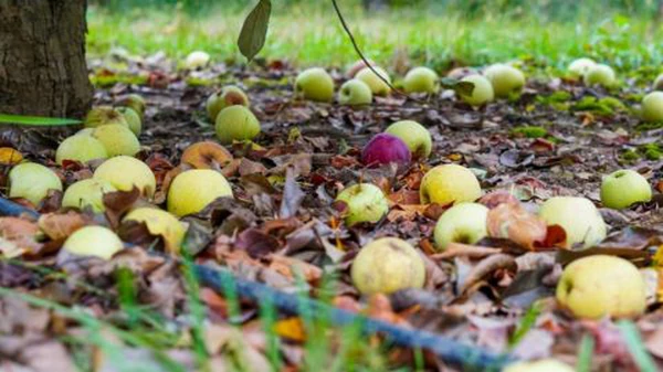 Вот что можно сделать с опавшими яблоками, которые гниют
