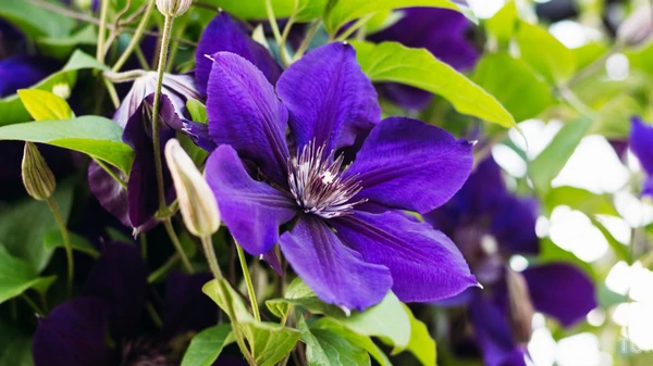 Уход за клематисом: как поливать, обрезать и подкармливать растение