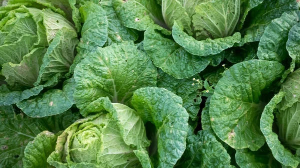 Лучшая зелень для вашей иммунной системы: диетолог советует