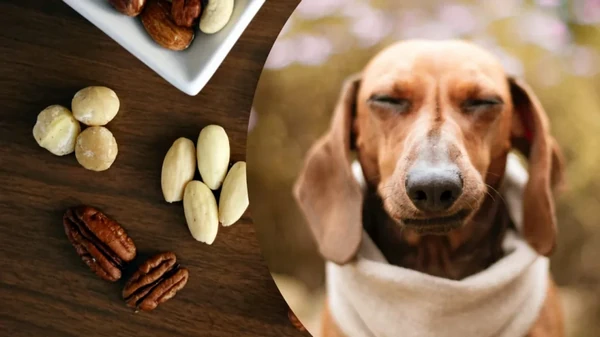 Можно ли давать домашним животным орехи