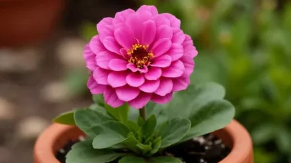 Никогда не дарите и не принимайте цветы в горшках, и вот почему