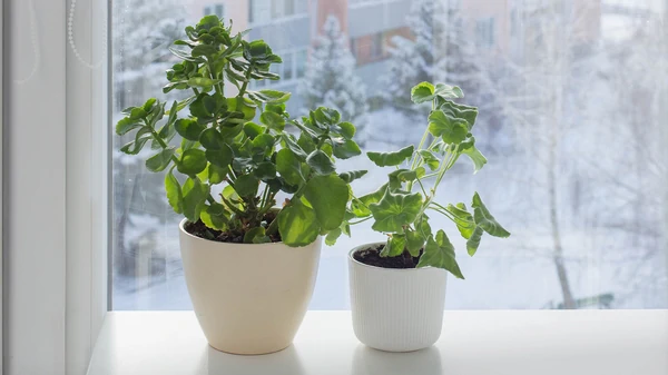 Им нужен отдых: как подготовить комнатные растения к зиме