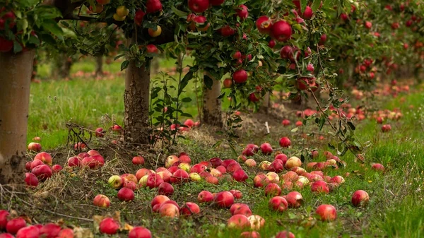 Сделайте это в саду – и яблони легко переживут зиму: рекомендации садо...