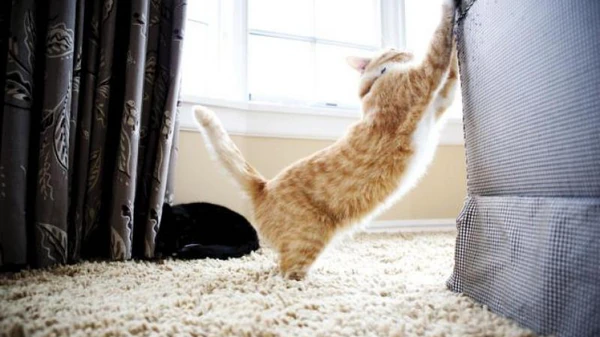 Как сделать так, чтобы кошка не драла обои и мебель: действенные спосо...