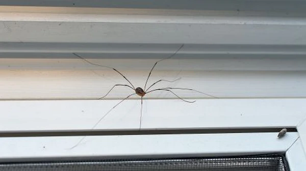 Пять действенных способов избавиться от пауков в доме