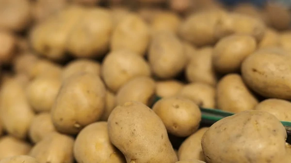 Как хранить картофель в погребе, чтобы он не гнил: полезный лайфхак