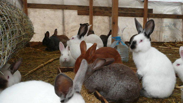 Идея бизнеса на разведение и продаже кроликов