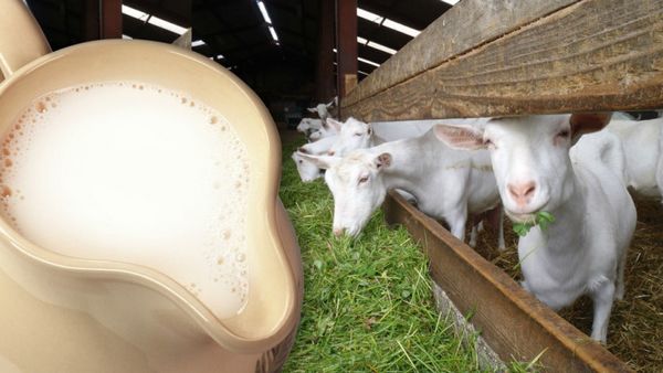 Польза и вред козьего молока для здоровья