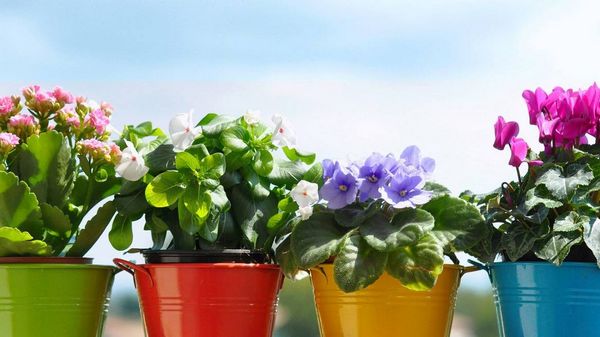 Ухаживаем за комнатными растениями весной