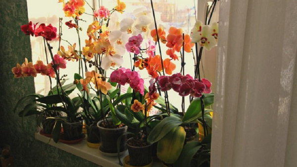 Как правильно жить рядом с орхидеями