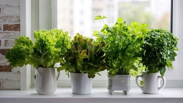 Как вырастить зелень дома