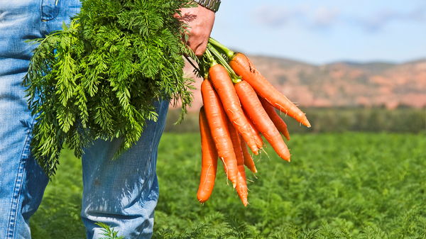 Выращивание моркови. Секреты богатого урожая