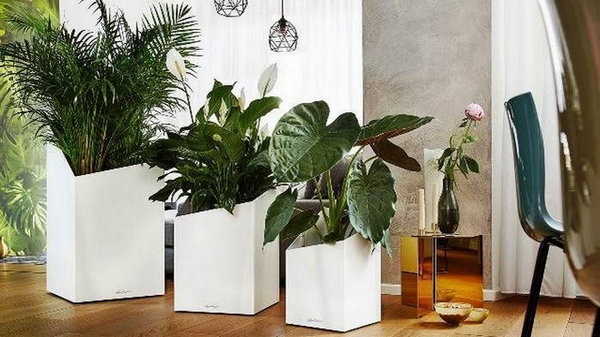 Эти 10 растений обеспечат твой дом чистым кислородом